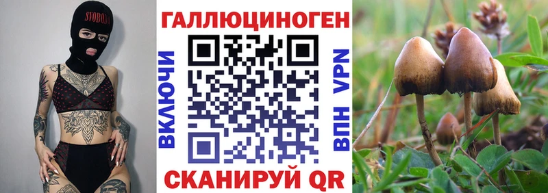 Псилоцибиновые грибы Psilocybe Любим