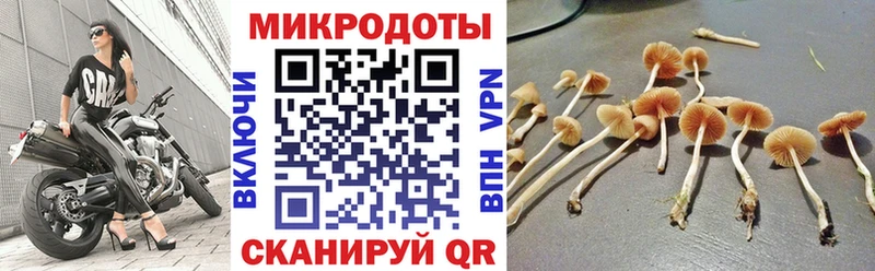 Купить  Любим  Галлюциногенные грибы Psilocybine cubensis 